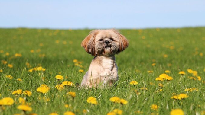 Ou-trouver-un-eleveur-de-Lhassa-Apso-pour-adopter- ou trouver un eleveur de lhassa apso pour adopter