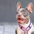 pourquoi et quand mettre un harnais à son chien