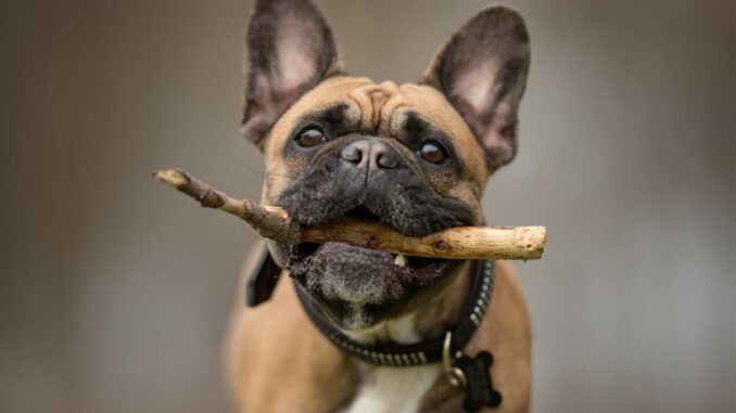 Pourquoi-mon-Bouledogue-Francais-me-mordille- pourquoi mon bouledogue francais me mordille