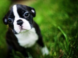 pourquoi prendre un boston terrier