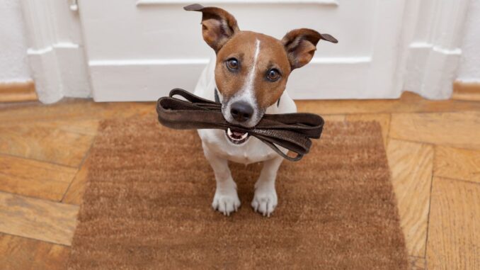 Quand sortir son chien après manger quand sortir son chien après manger