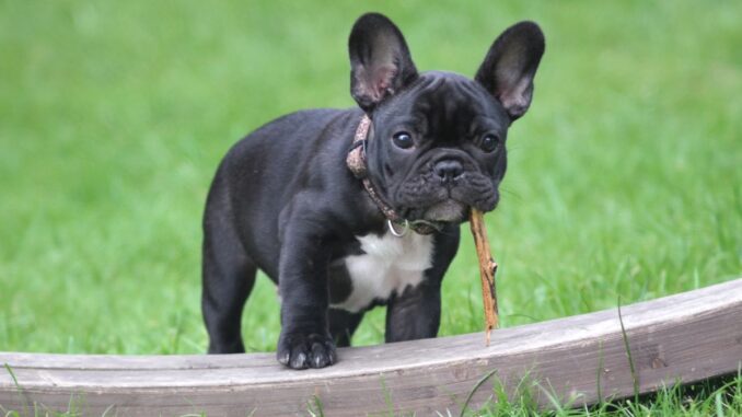 Quel est le prix d'un chiot bouledogue français quel est le prix d'un chiot bouledogue français