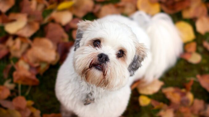 quel est le prix pour adopter un lhassa apso 