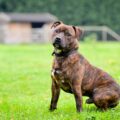 quel est le prix pour adopter un staffie