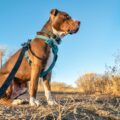 quel harnais choisir pour courir avec son chien