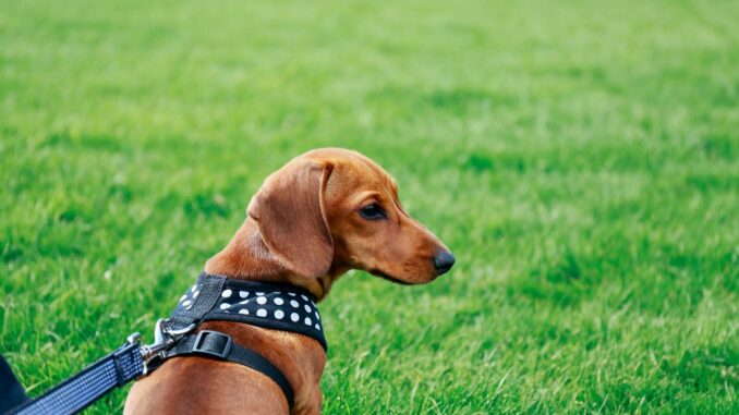 Quel modèle de harnais choisir pour un chiot quel modèle de harnais choisir pour un chiot