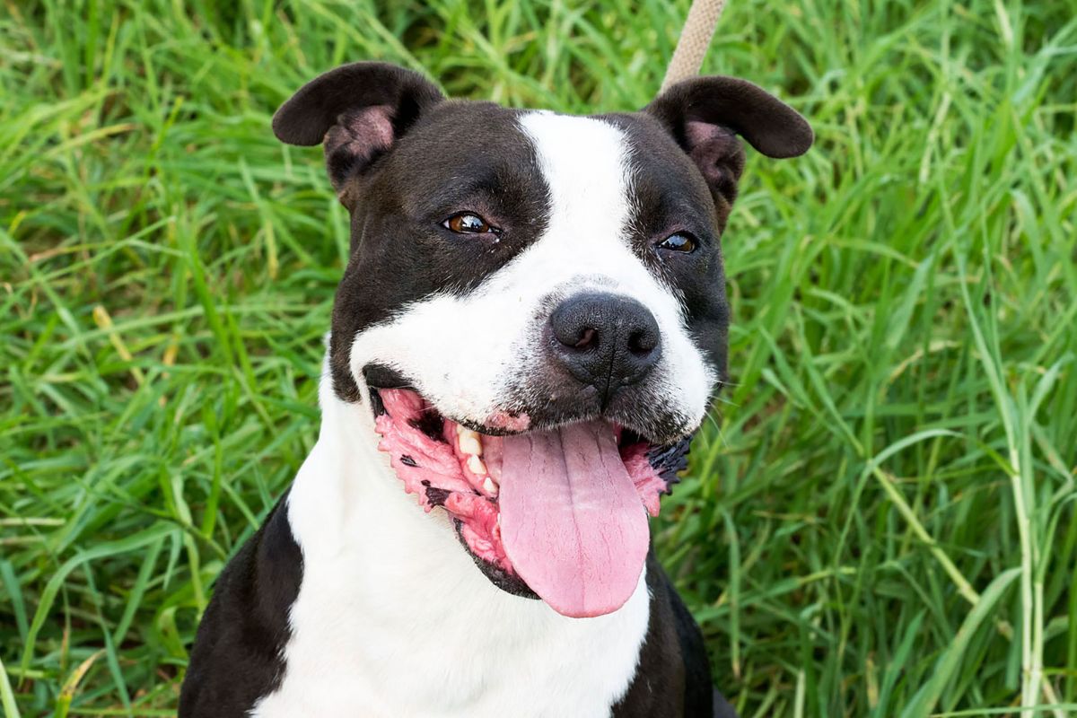 Quel type de harnais choisir pour un Staffie ? Yorkshires.fr
