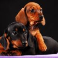 quelle est la différence entre un basset d'allemagne et un teckel