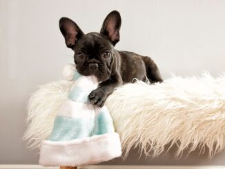 quelles sont les caracteristiques du bouledogue francais bleu