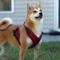 quels sont les différents types de harnais pour chien