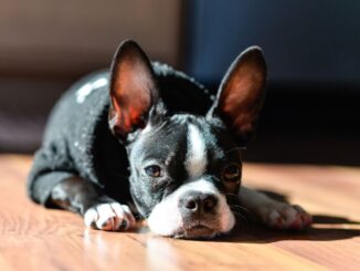 tout savoir sur le boston terrier noir