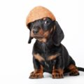 tout savoir sur le dachshund teckel dog