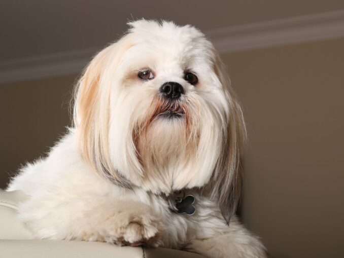 Bebe Lhassa Apso A Donner