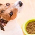 ultra premium croquettes pour chien, gamme, prix et avis