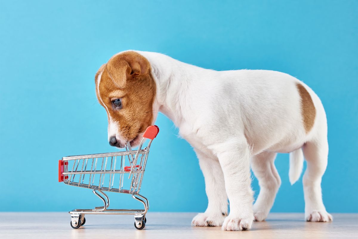 Quel est le petit chien le moins cher à adopter