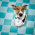 Quel race petit chien fait moins de 5 kg à l'âge adulte ?