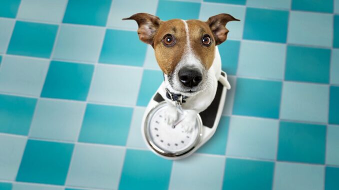 Quel race petit chien fait moins de 5 kg à l'âge adulte ?