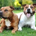 Chien : quelle est la différence entre le staff et le Staffie ?