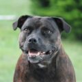 Staffie, un petit chien musclé de la famille du staff