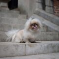 À quelle fréquence faut il promener les pékinois pékinois