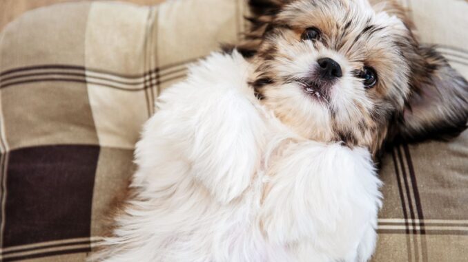 comment adopter un shih tzu