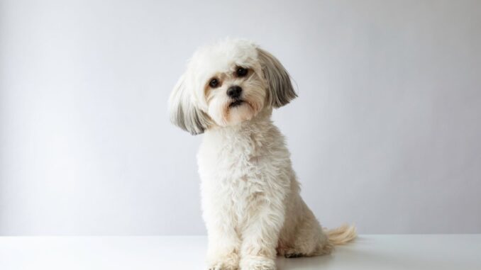 comment dresser un shih tzu à être gentil