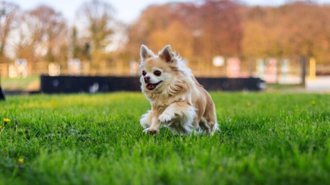 Comment réaliser le toilettage d'un chihuahua poil long chihuahua comment réaliser le toilettage d'un chihuahua poil long chihuahua