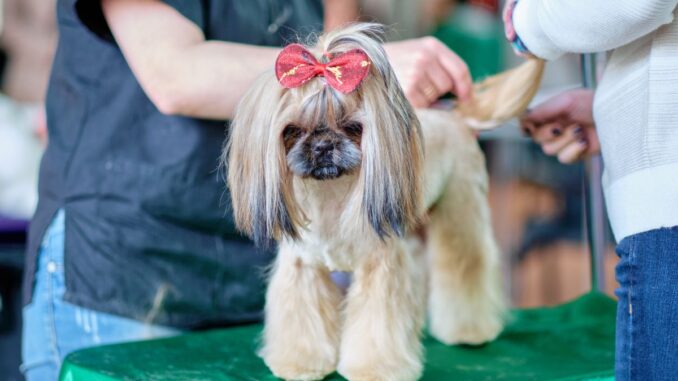 comment toiletter un shih tzu
