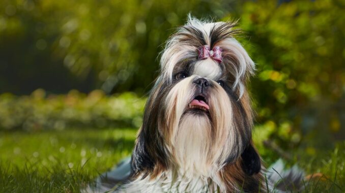 de quoi meurt les shih tzu