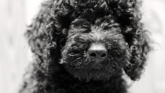 découvrons les caractéristiques du caniche toy noir
