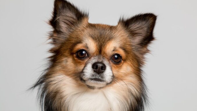 Pourquoi mon chihuahua n'est pas propre ?