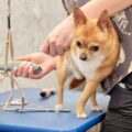 faut il toiletter les chihuahuas