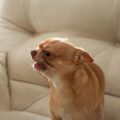 les chihuahuas sont ils vicieux