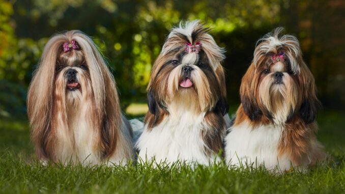 L'inconvénient d'adopter un Shih tzu Shih tzu l'inconvénient d'adopter un shih tzu shih tzu