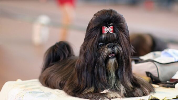 où doit dormir un chiot shih tzu shih tzu