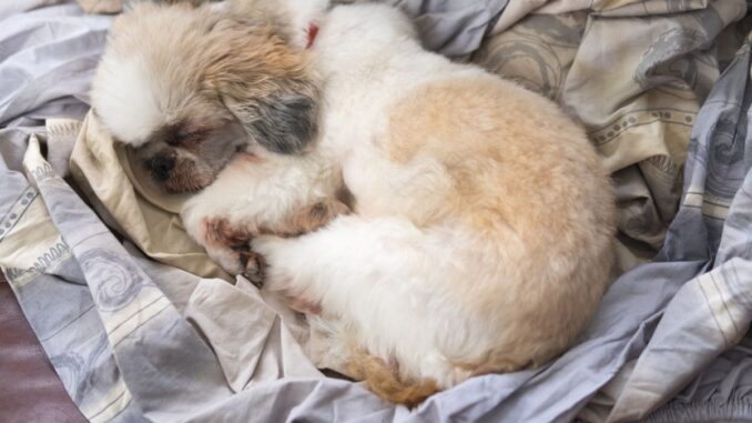 où faire dormir son shih tzu