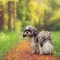 pourquoi les shih tzus grognent ils