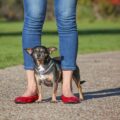 pourquoi mon chihuahua me suit partout