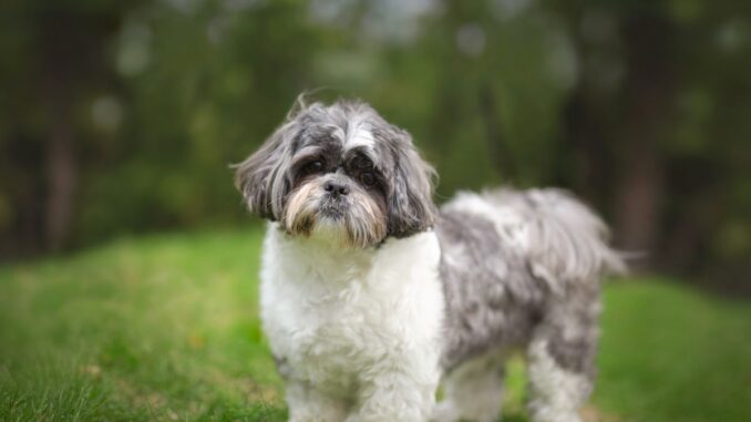 Pourquoi mon shih tzu n'est pas propre pourquoi mon shih tzu n'est pas propre