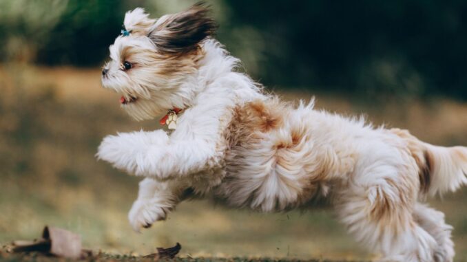 quand faut il laver un shih tzu
