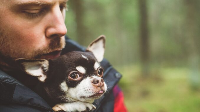 Quel est le maître idéal pour un Chihuahua quel est le maître idéal pour un chihuahua