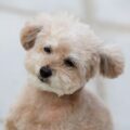 quelle est la durée de vie d'un caniche toy