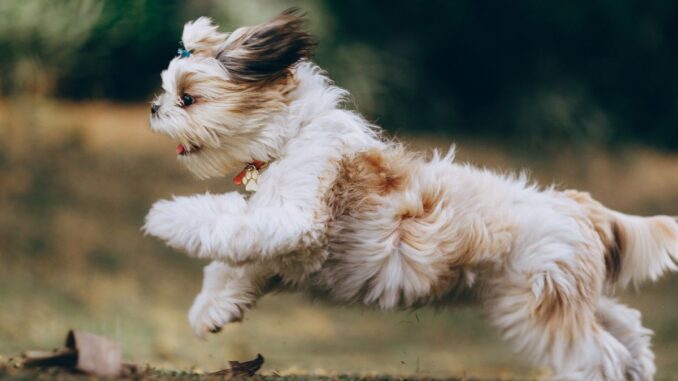quelle est l'espérance de vie d'un shih tzu