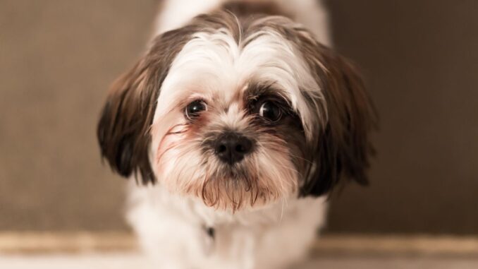 quelles sont les qualités d'un shih tzu shih tzu