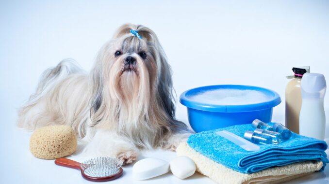 Quels sont les besoins d'un Shih Tzu quels sont les besoins d'un shih tzu