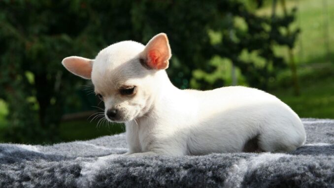 Quels sont les défauts d'un chihuahua quels sont les défauts d'un chihuahua
