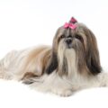 shih tzu à vendre