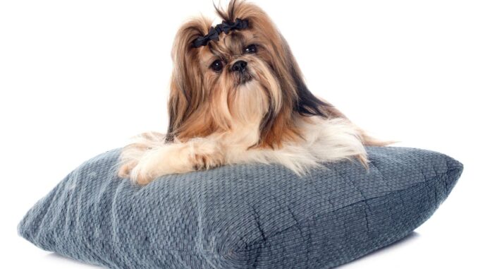 Toilettage quelle coupe faire à un Shih Tzu toilettage quelle coupe faire à un shih tzu
