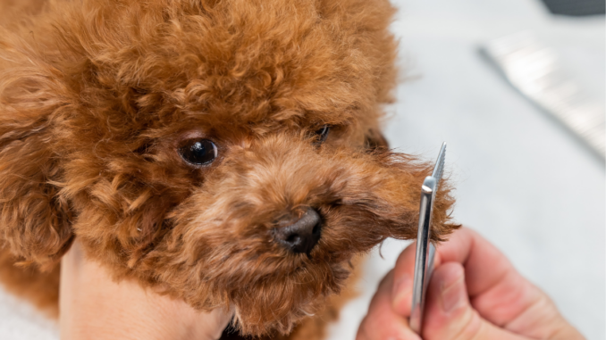faut il toiletter le caniche toy