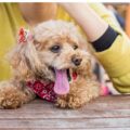 Quelles sont les caractéristiques d'un caniche toy adulte ?